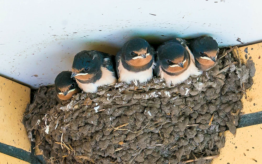 Rustikale Schwalbenküken beim Nestbau