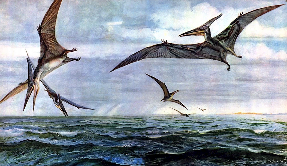 Pteranodon Burian