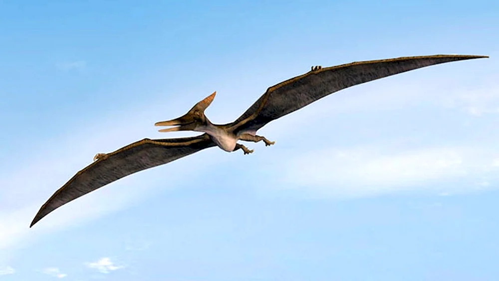 Pteranodon Dinosaurier
