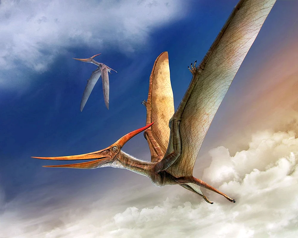Pterodactylus