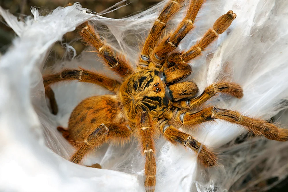 Caracourt spider