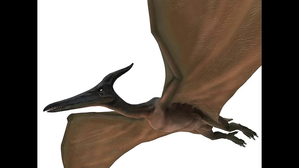 Ornithocheirus dinosaurier