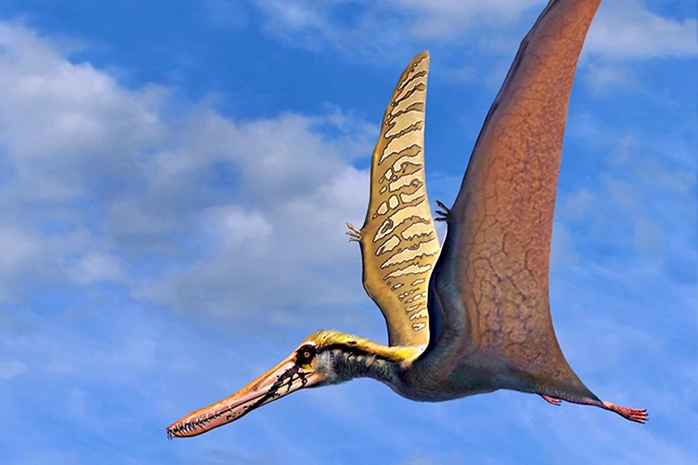 Pteranodon pteranodon