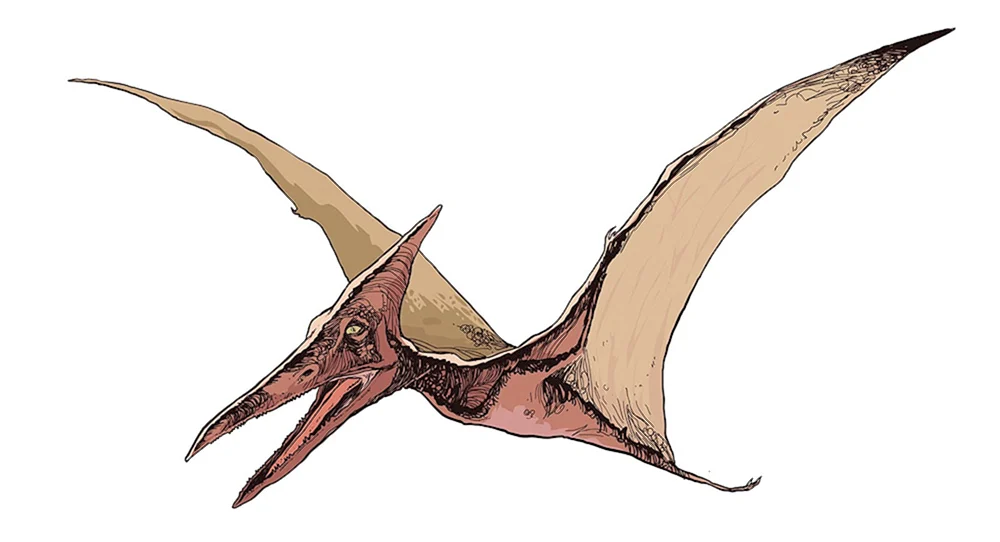 Pteranodon pteranodon
