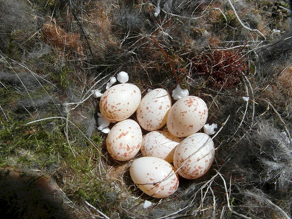 Vogel-Eier mit Namen