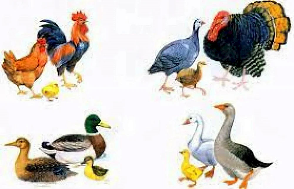 Huhn mit Küken