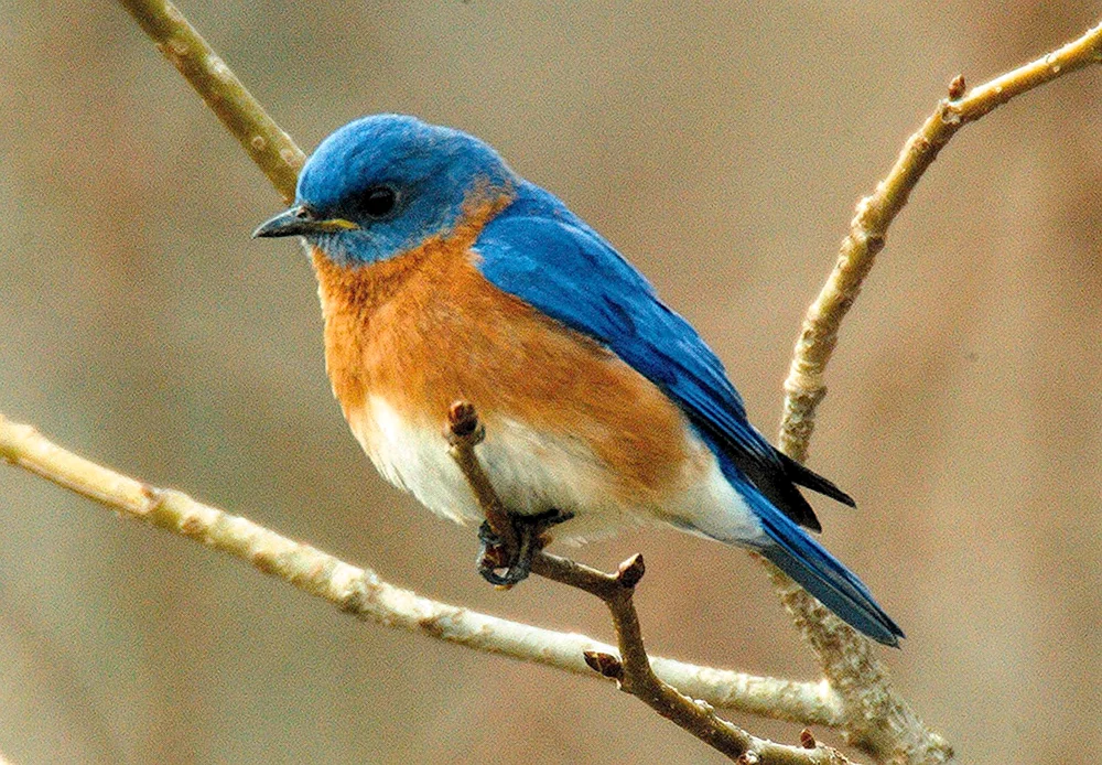Kanadischer Blauvogel Finkenammer Kardinal