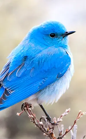 Sialia-Blauvogel