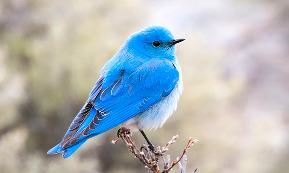 Sialia-Blauvogel