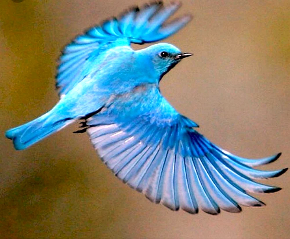 Blauer Sialia