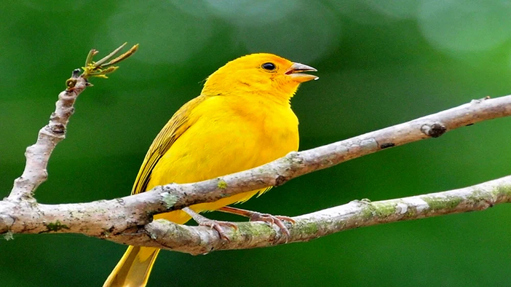 Kenariatsgelbvogel