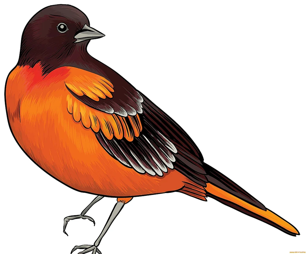 Vogel-Cliparts auf transparentem Hintergrund
