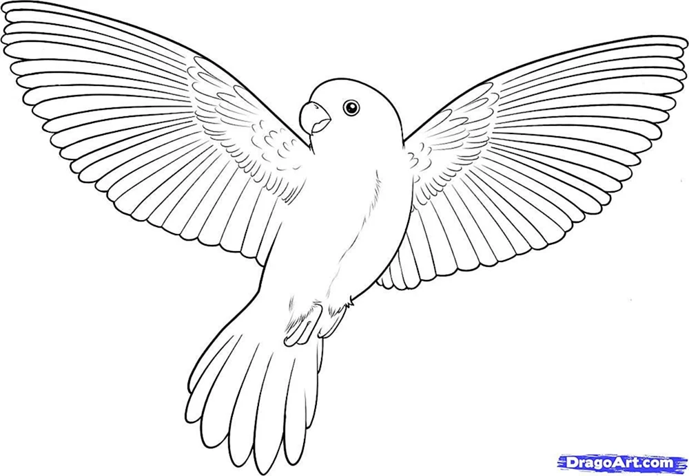 Vögel ausmalen