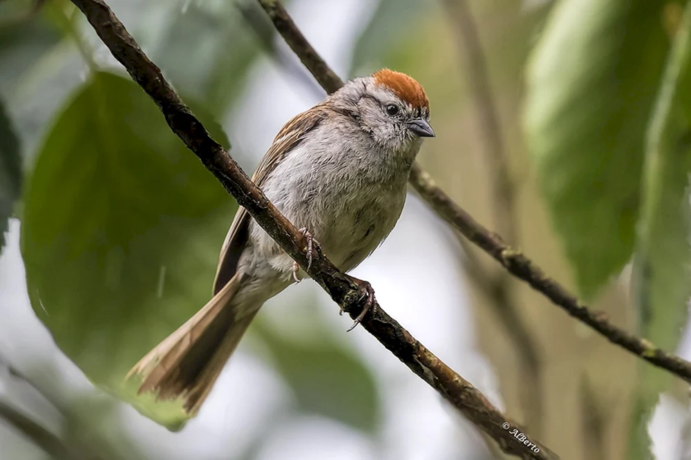 Passeriformes