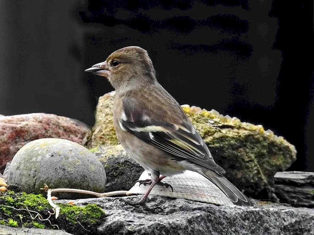 Vogelordnung Sperlingsvögel