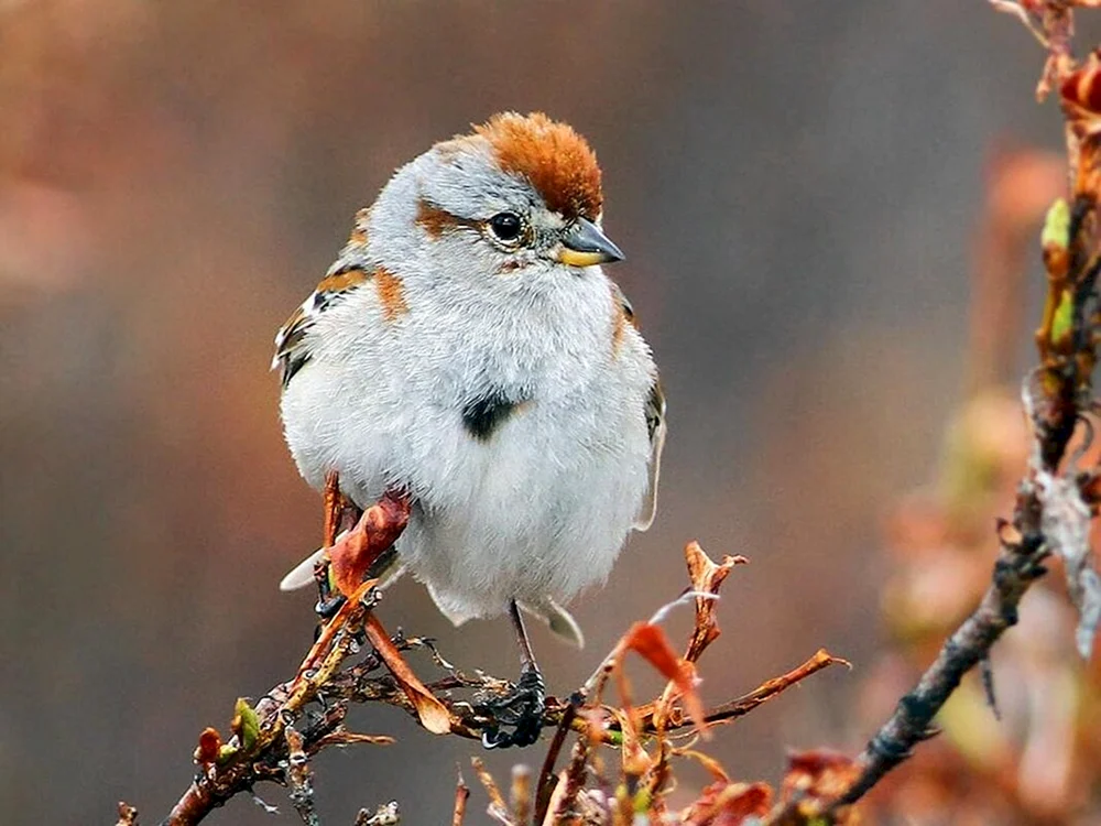 Vögel der Familie der Sperlingsvögel
