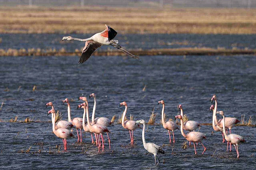 Vögel der Türkei