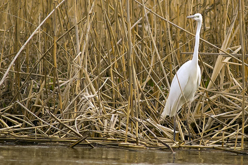 Astrachan-Reservat im Winter