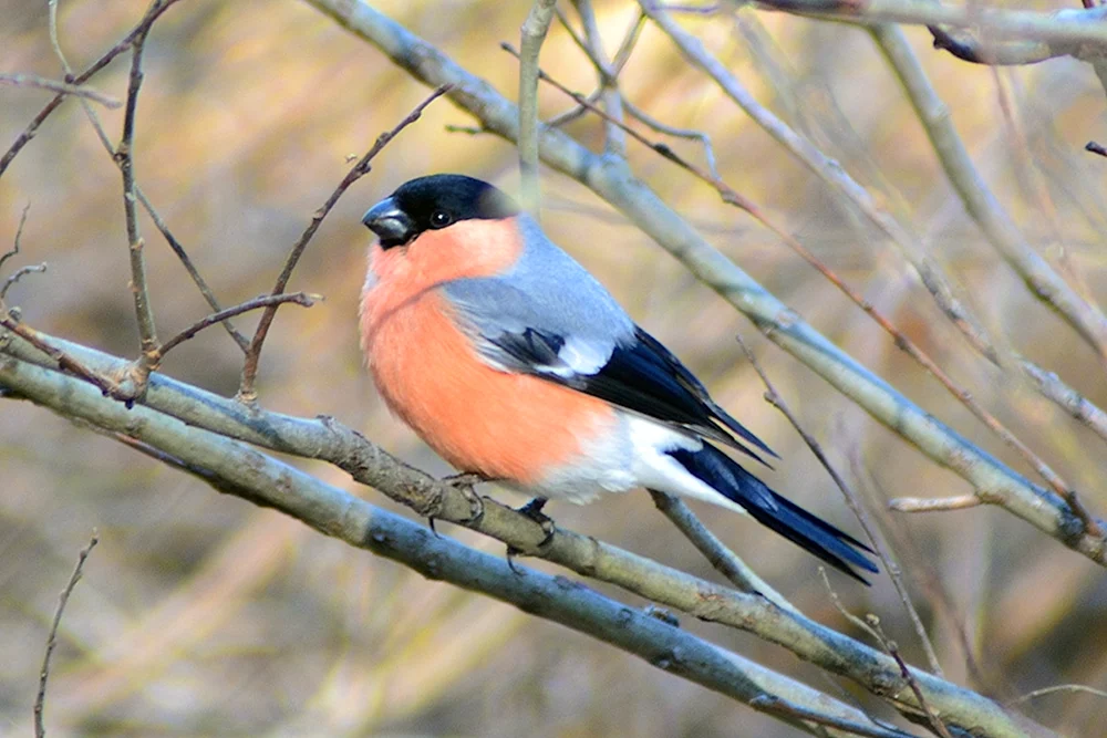 Palmenvögel des Permer Gebiets