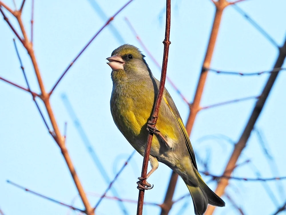 Vögel des Permer Gebiets