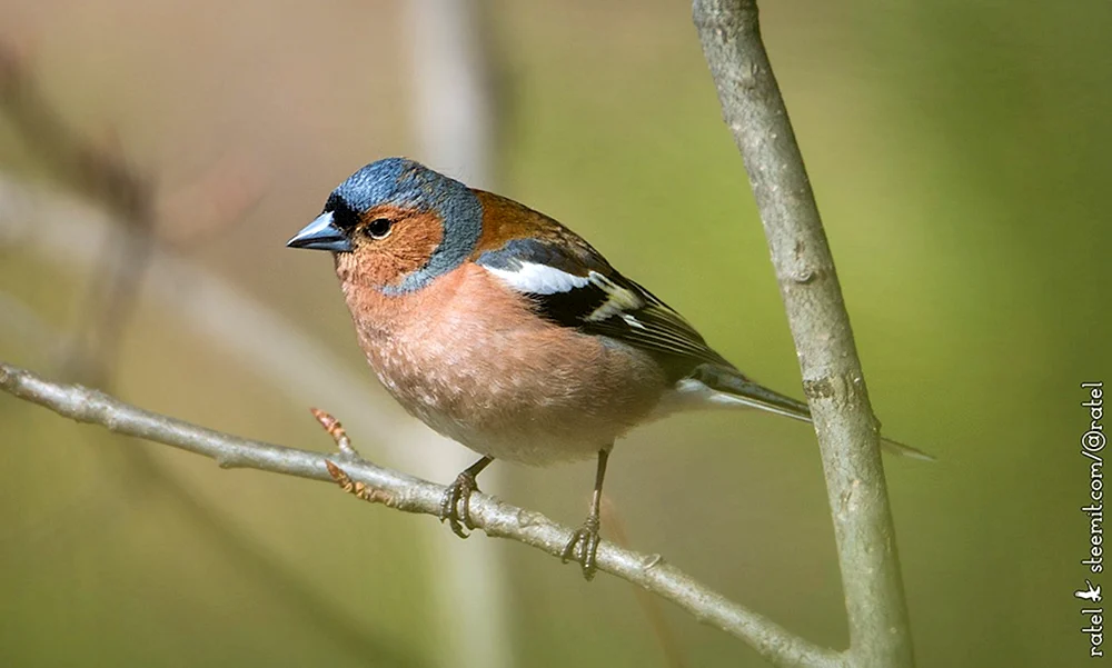 Wintervögel der Permer Region
