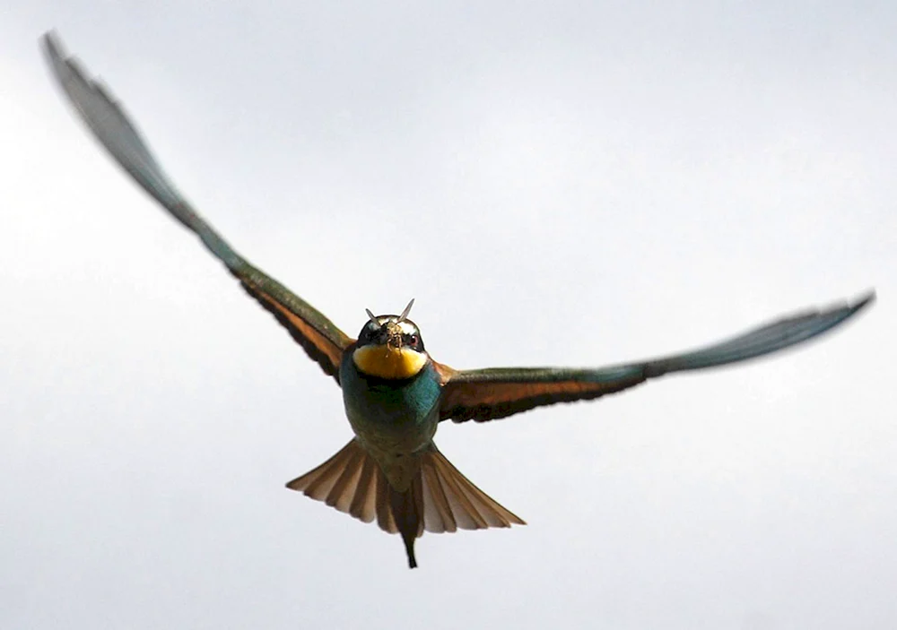 Vögel des Kirov-Gebiets