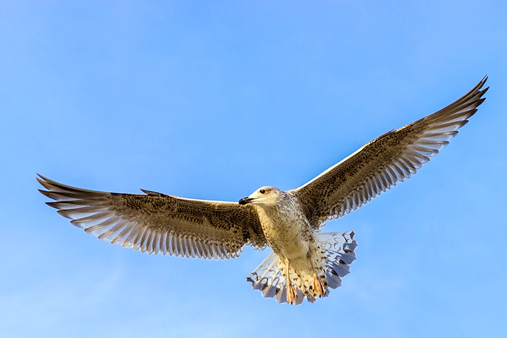 Vogel im Flug