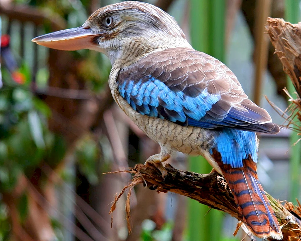 Vogel in Australien Cazuar