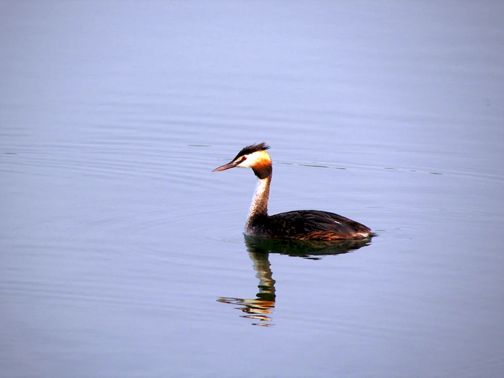 Tauchergans