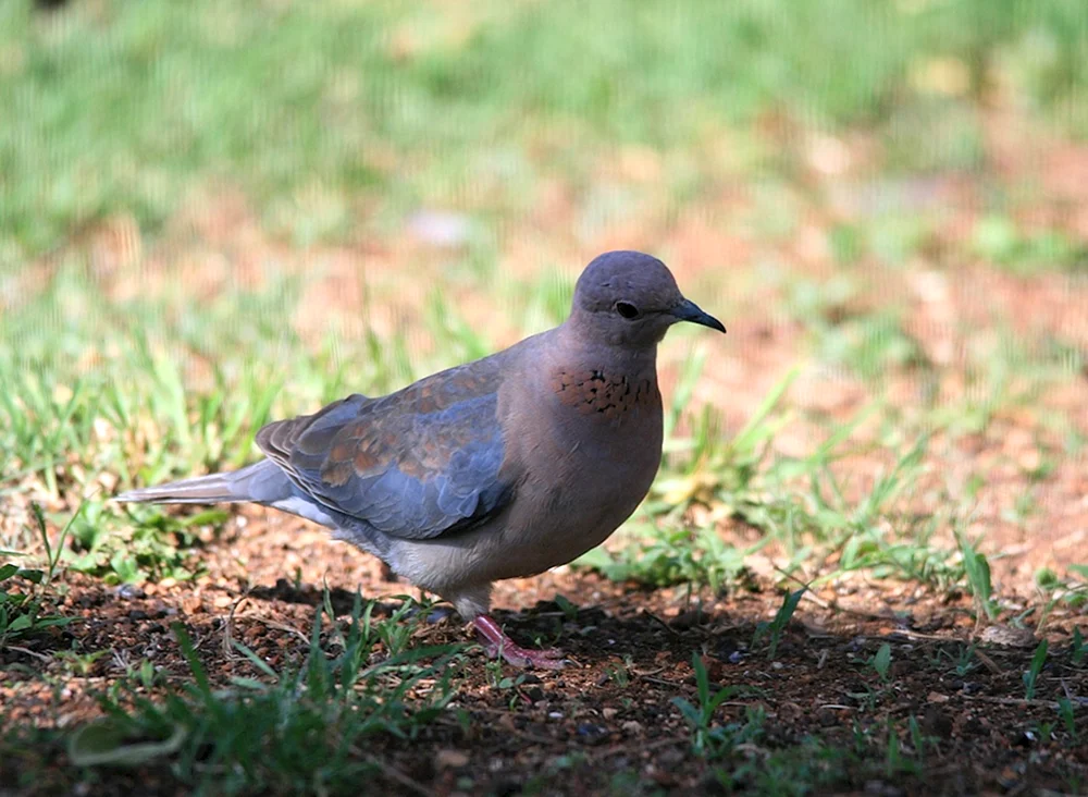 Vögel des Leningrader Gebiets