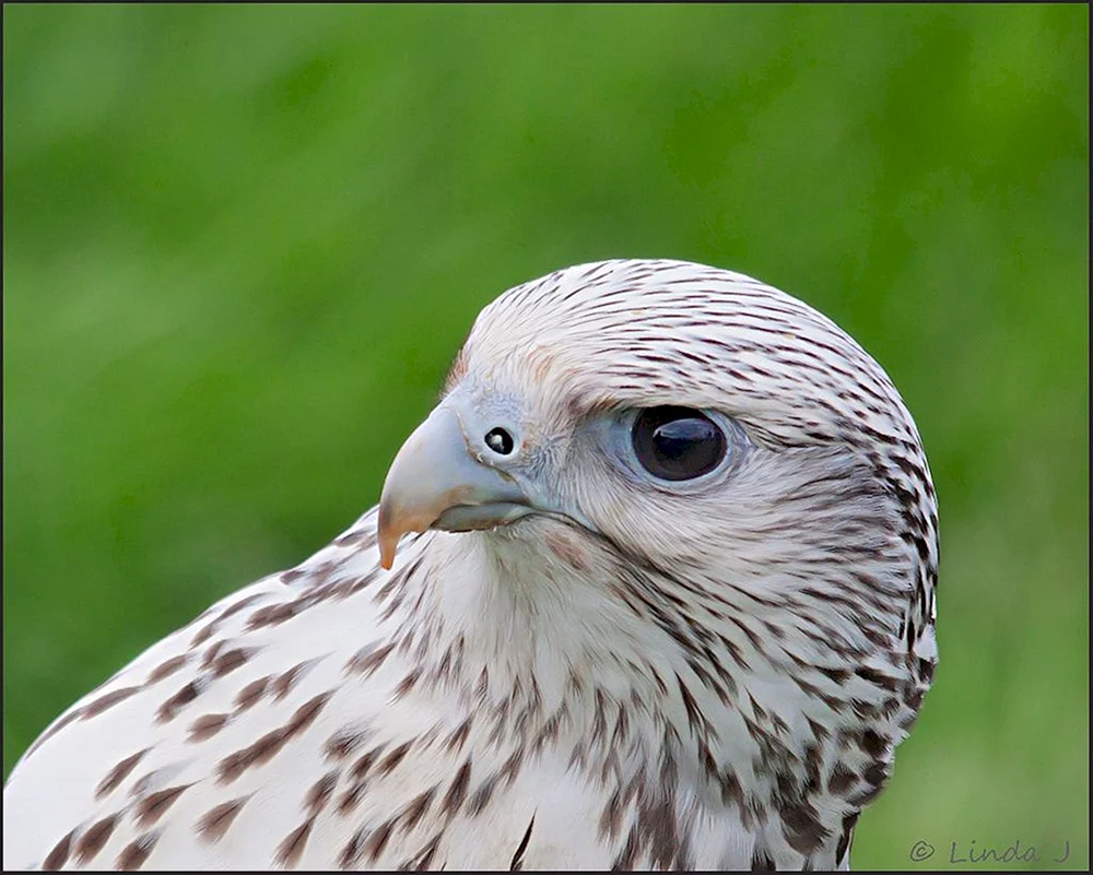 Weißer Falke Gyrfalke