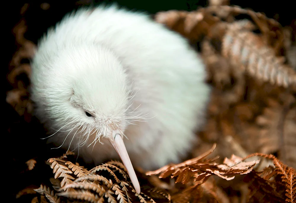 Neuseeländischer Kiwi