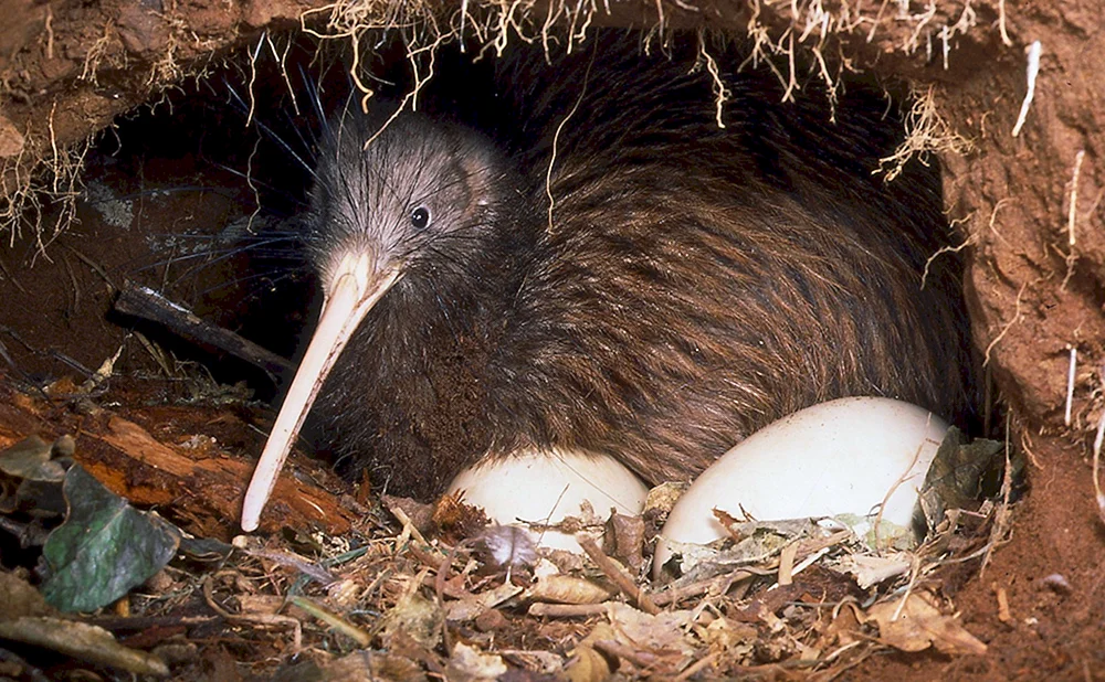 Kiwi-Vogel Albino