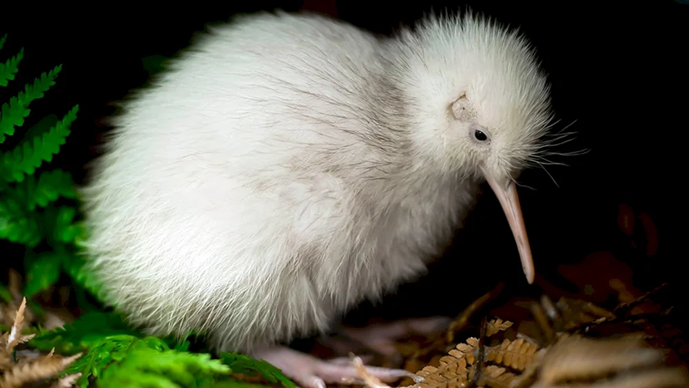 Vögel Kiwi-Küken