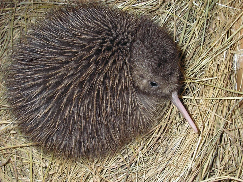 Kiwi-Vogel in Neuseeland