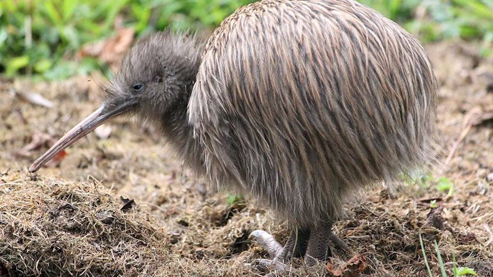 Kiwi-Vogel in Neuseeland