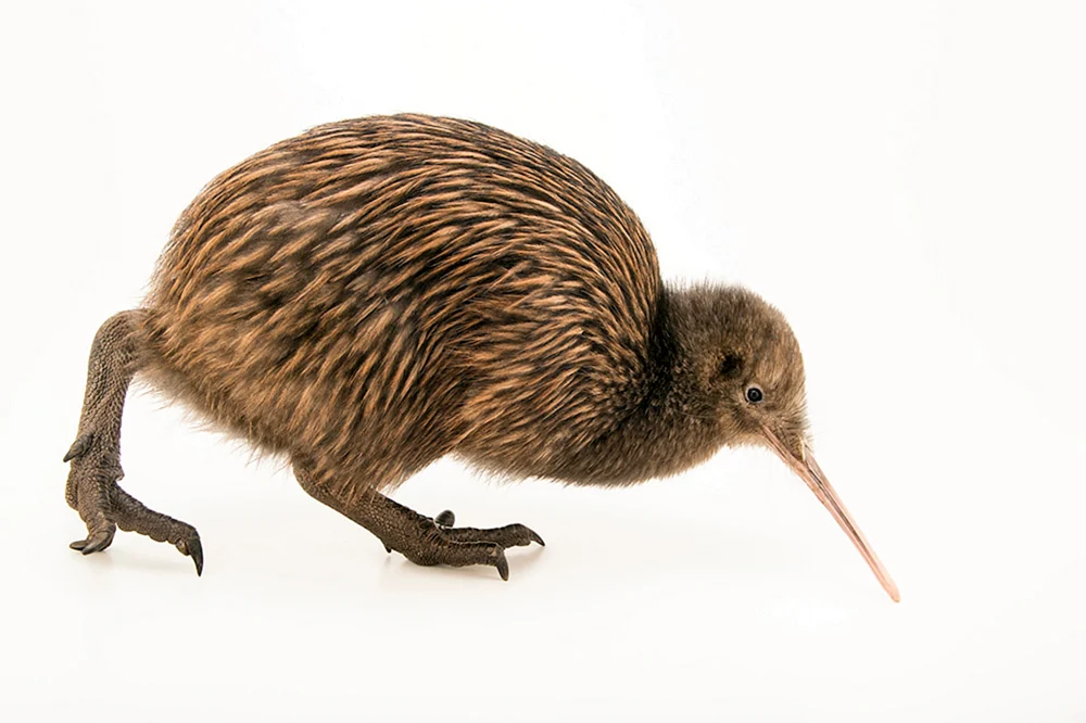 Neuseeländischer Kiwi
