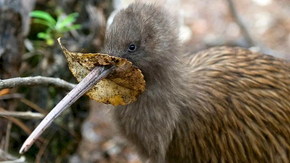 Kiwi in Neuseeland
