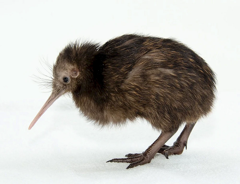 Kiwi in Neuseeland