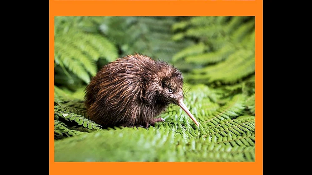 Kiwi-Vogel in Neuseeland