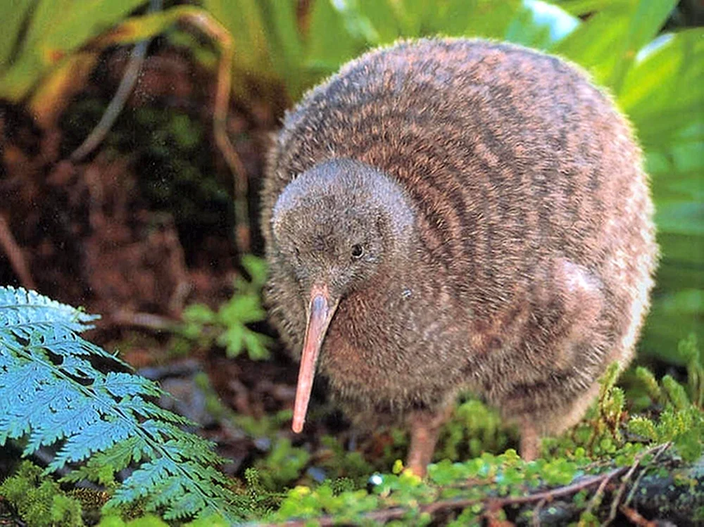 Der Aufbau eines Kiwi-Vogels
