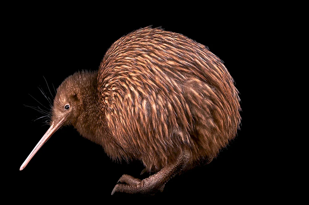 Kiwi-Vogel in Neuseeland