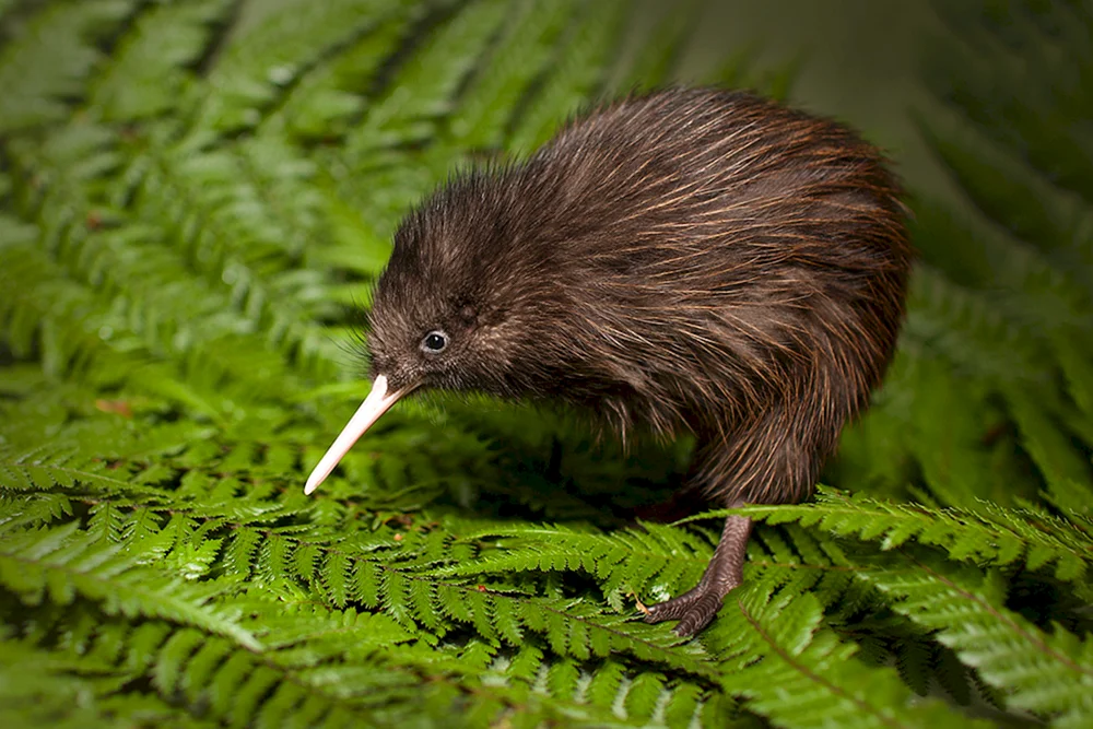Kiwi-Vogel in Neuseeland