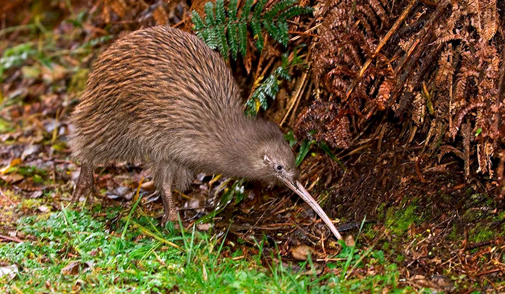 Kiwi-Vogel in Neuseeland