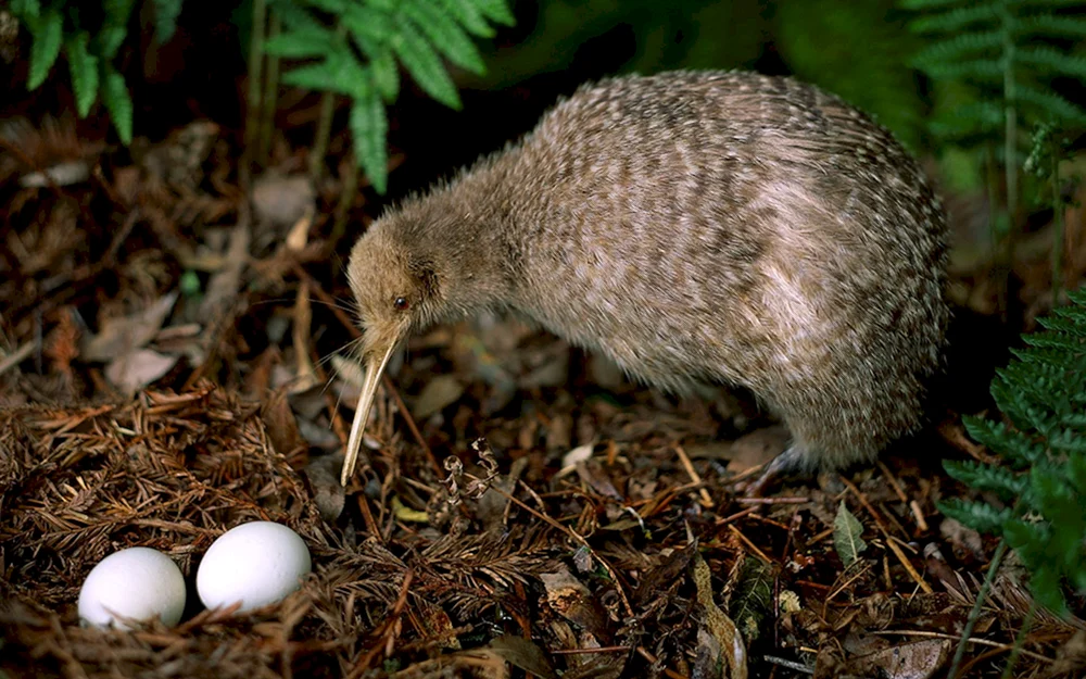 Kiwi-Vogel in Neuseeland