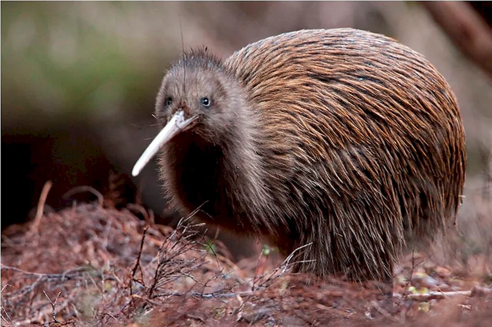 Kiwi-Vogel in Neuseeland