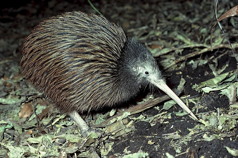 Kiwi-Vogelküken