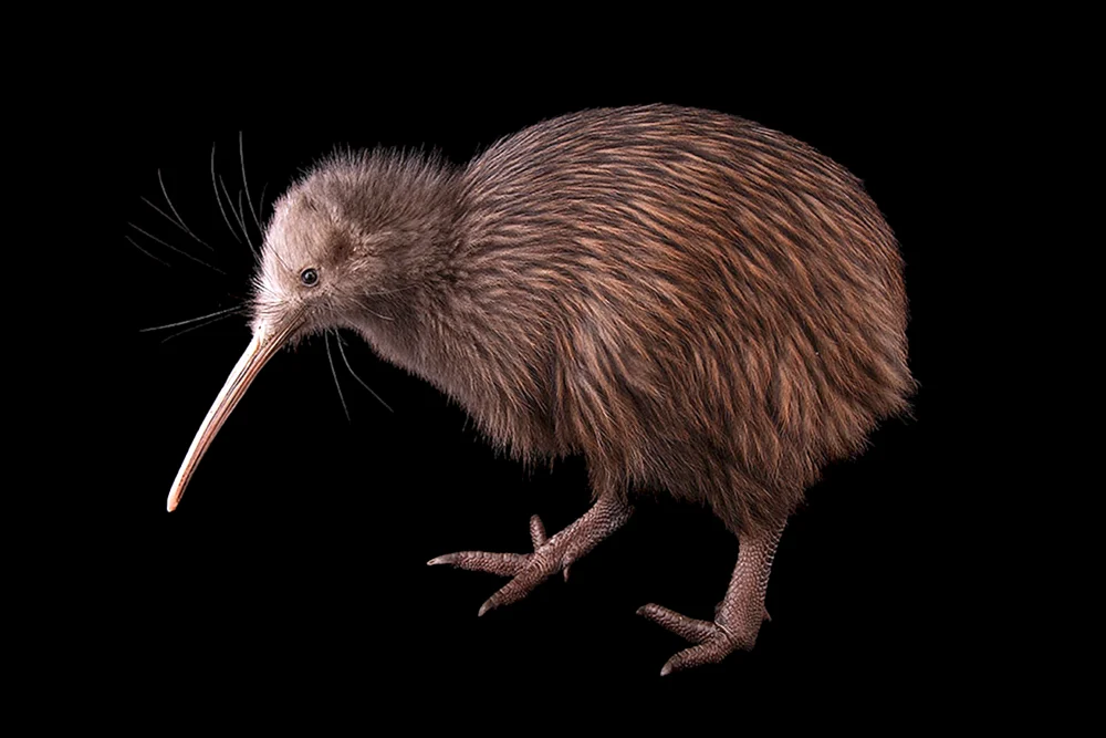 Kiwi-Vogel