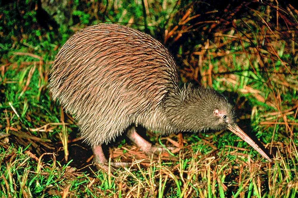 Kiwi in Neuseeland