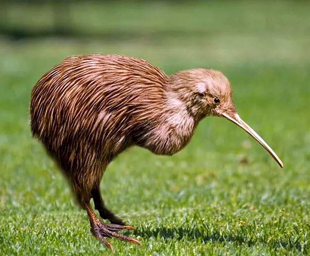 Ein Vogel, der nicht fliegt Kiwi-Vogel in Neuseeland